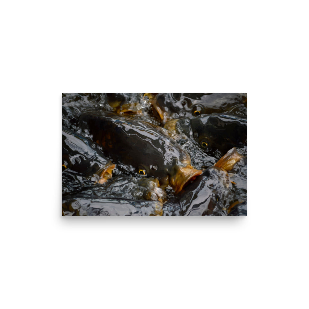 Nature Scenic Fish 3789 Matte Poster